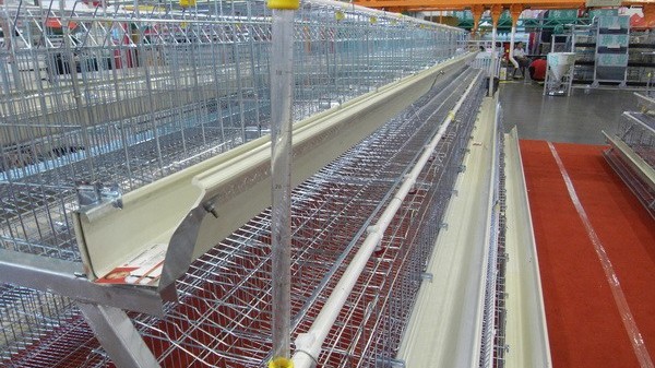 电镀锌丝在鸡笼网中的应用:坚固耐用,守护家禽健康